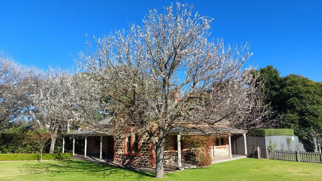 Manchurian Pear Tree at Langmeil Winery Barossa