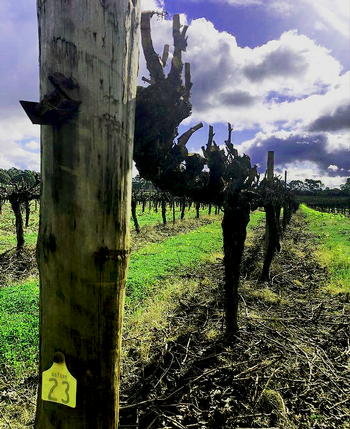 The Fromms Mataro Vineyard in Barossa