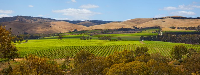 Barossa Valley Floor