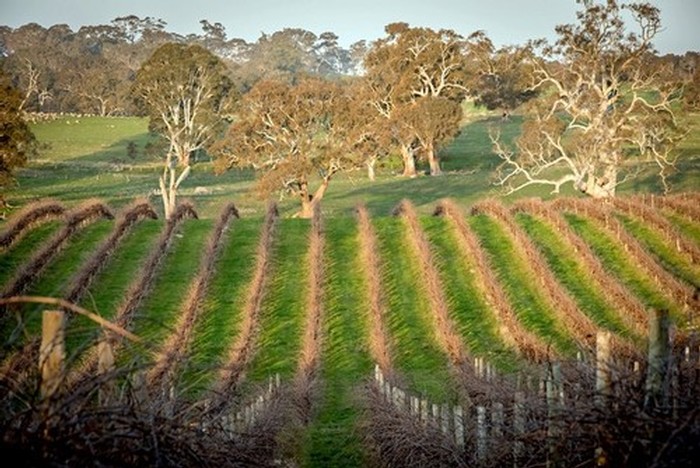 Langmeil's Eden Valley vineyard