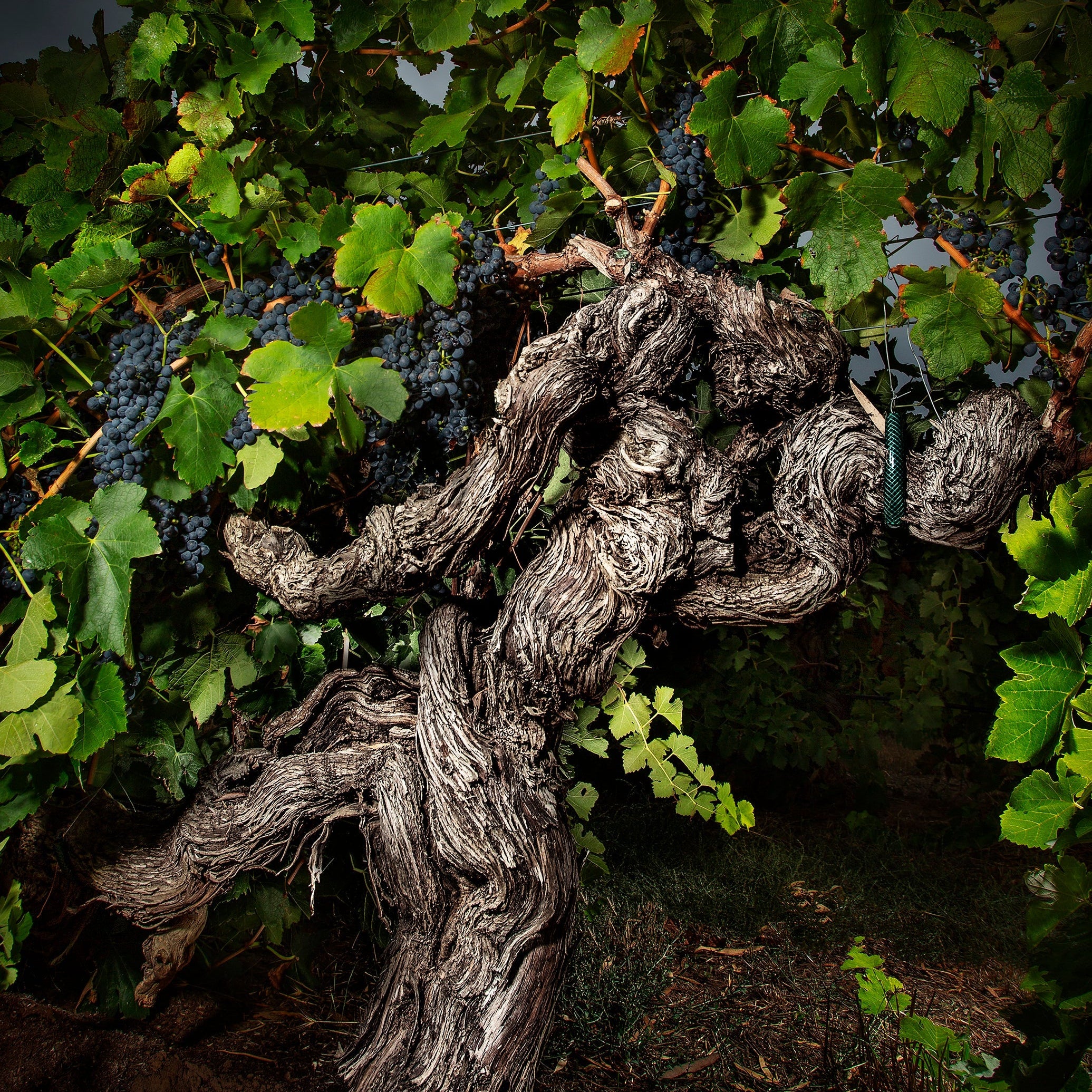 Langmeil Winery Recognised on the World Stage for Its 183-Year-Old Barossa Vines