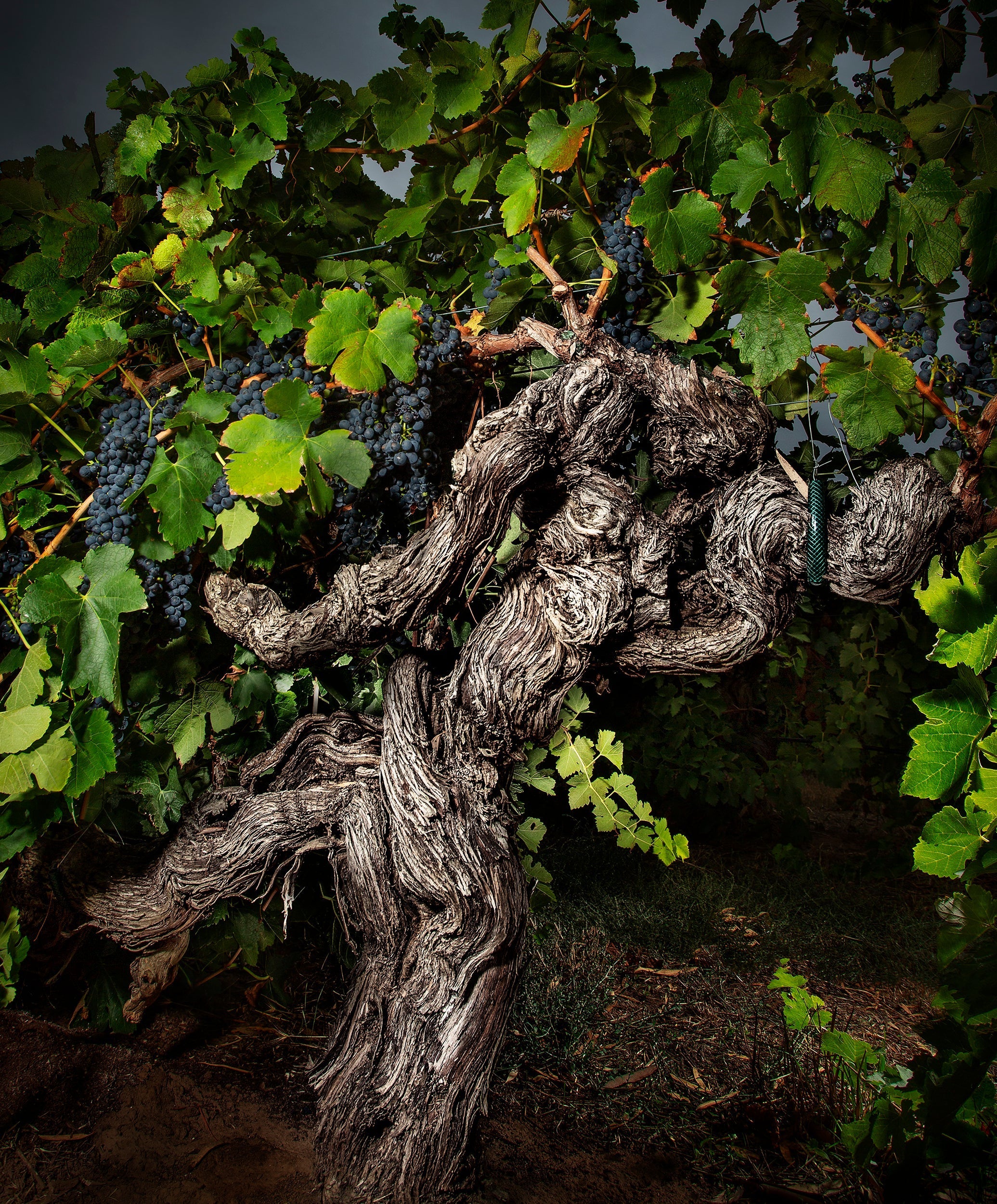Langmeil Winery Recognised on the World Stage for Its 183-Year-Old Barossa Vines