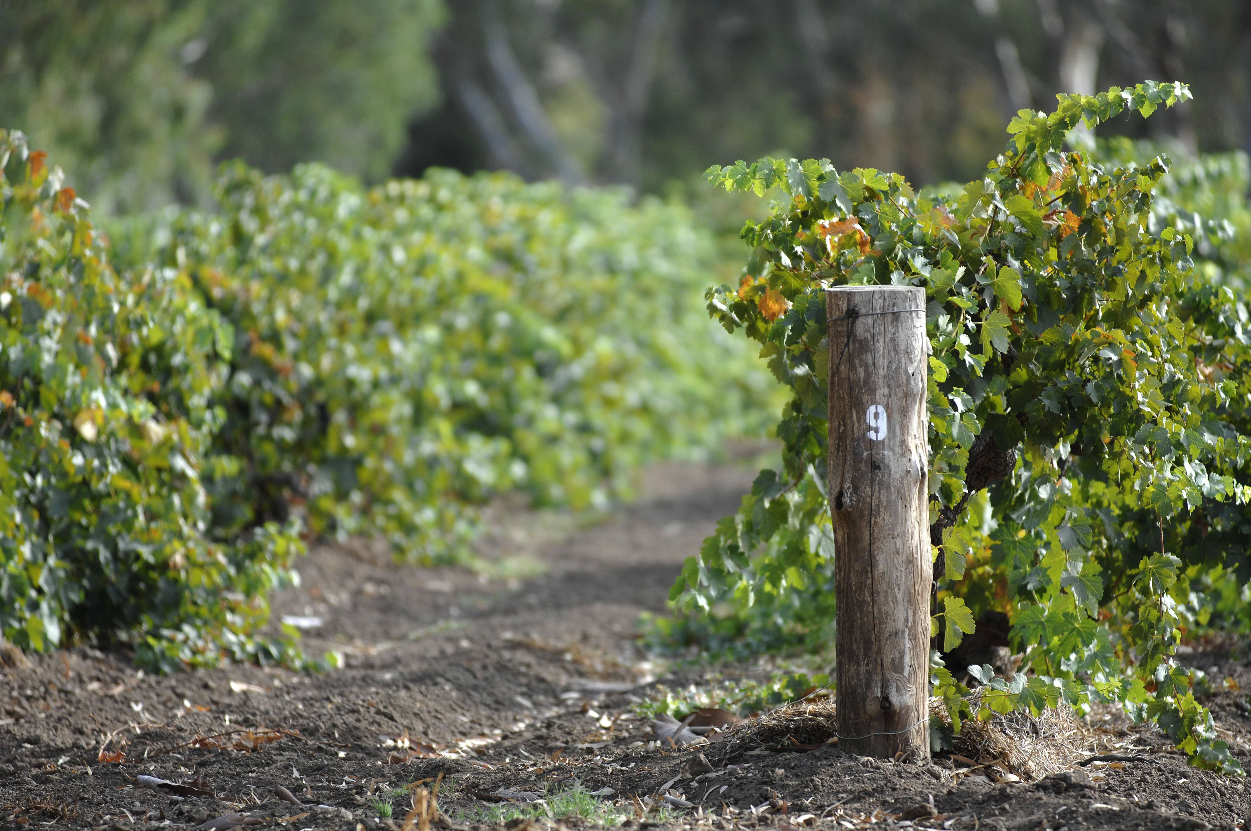 Langmeil Winery’s 2026 Old Vine Garden Collection: A Living Chapter of Australian Wine History